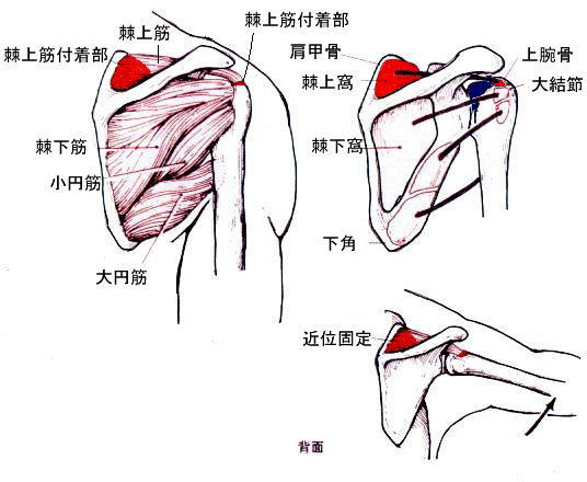 肩甲骨