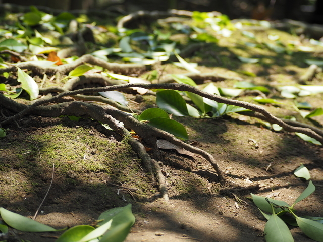 木の根