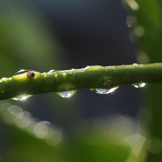 雨露が滴る茎